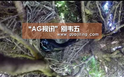 “AG视讯”别韦五